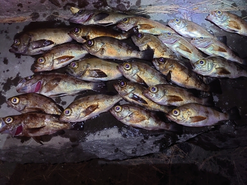 メバルの釣果