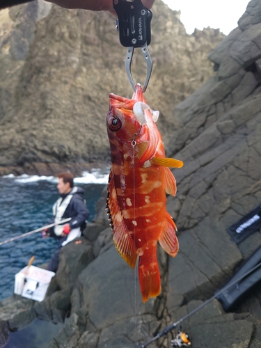 アカハタの釣果