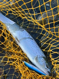 ブラウントラウトの釣果