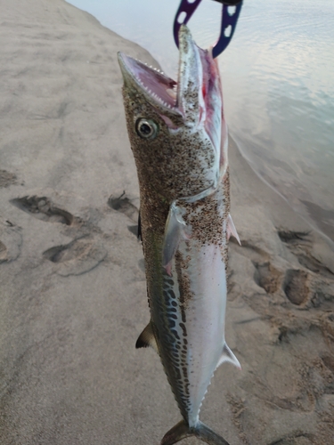 サメの釣果