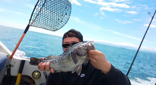 クロソイの釣果