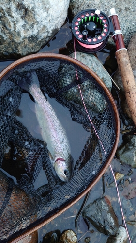 ニジマスの釣果