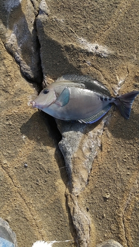 サンノジの釣果