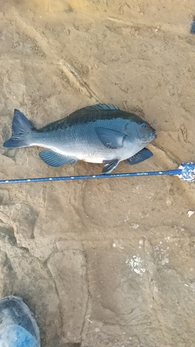 メジナの釣果