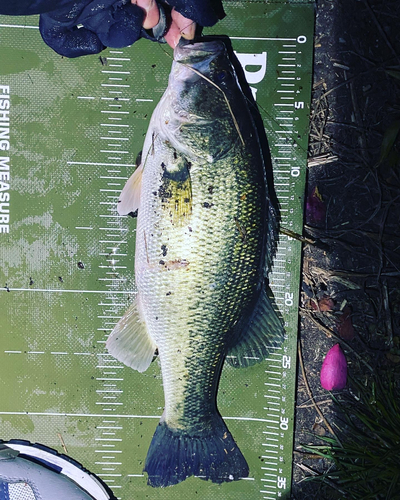 ブラックバスの釣果