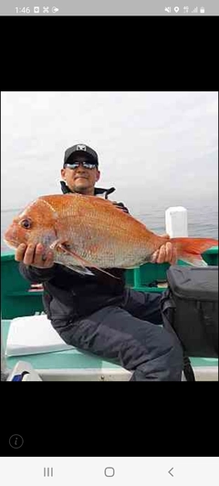 マダイの釣果