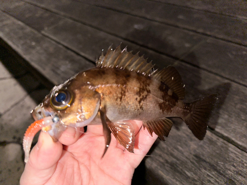 メバルの釣果