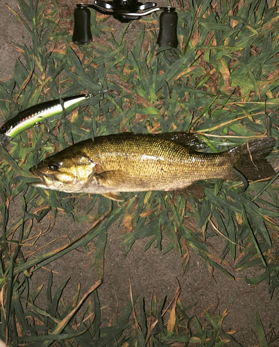 スモールマウスバスの釣果