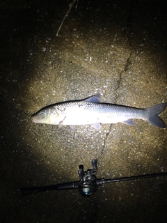 ニゴイの釣果