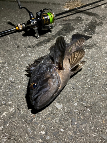 クロソイの釣果