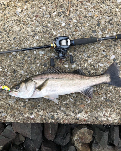 シーバスの釣果