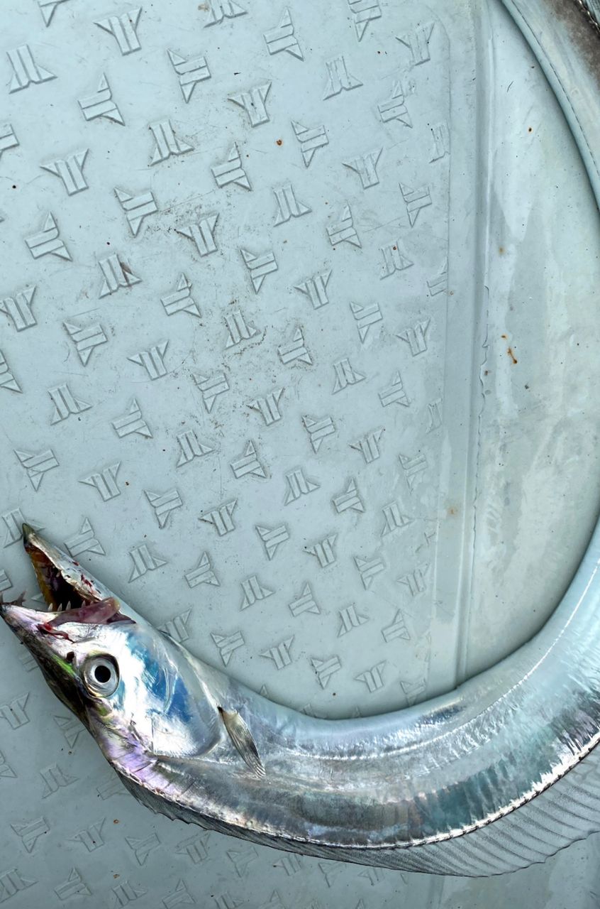 アングラー九州さんの釣果 2枚目の画像