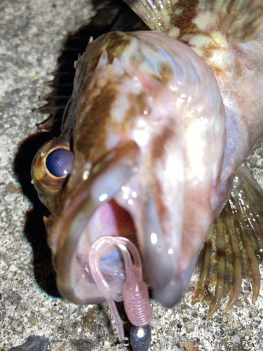 カサゴの釣果