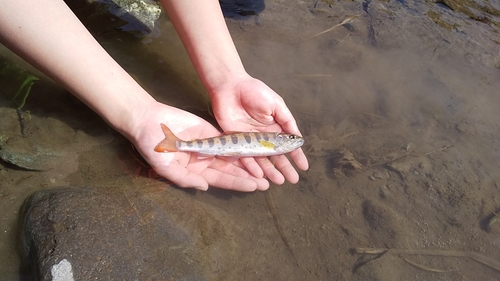 アマゴの釣果