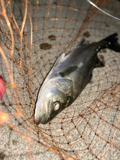 スズキの釣果