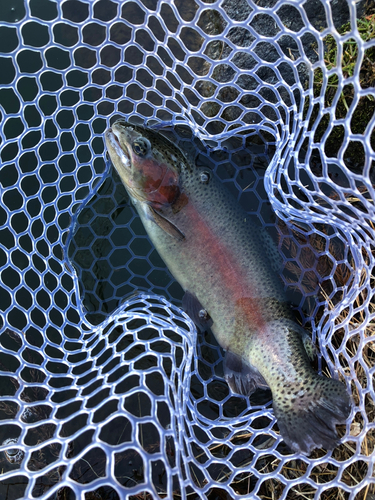 ニジマスの釣果