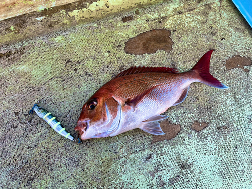 マダイの釣果