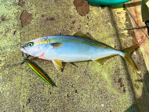 イナダの釣果