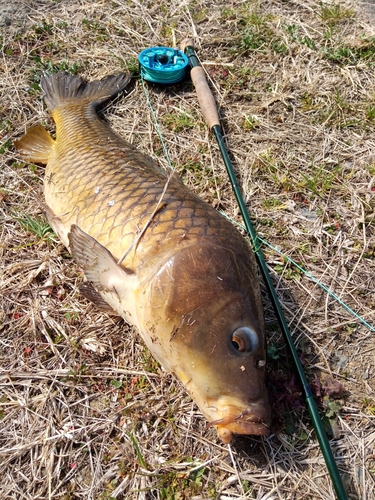 コイの釣果