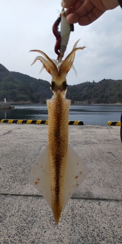 ヤリイカの釣果