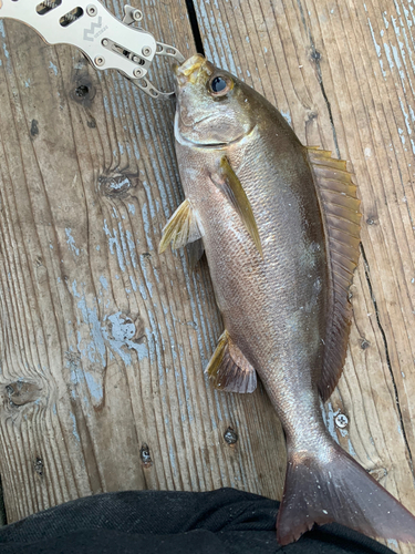 イサキの釣果