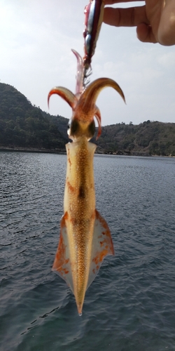 ヤリイカの釣果