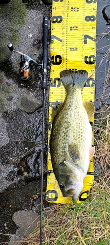 ブラックバスの釣果