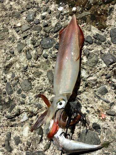 ヤリイカの釣果