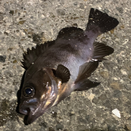 メバルの釣果