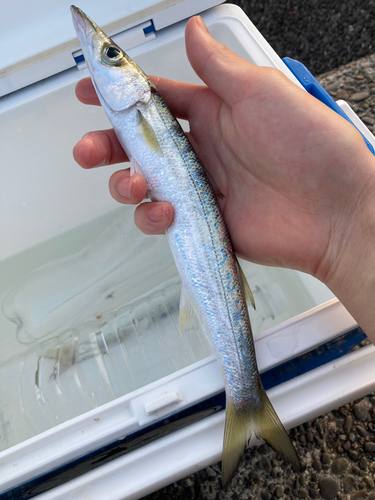 カマスの釣果