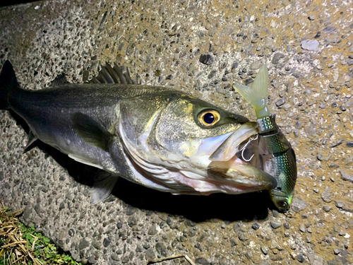 シーバスの釣果