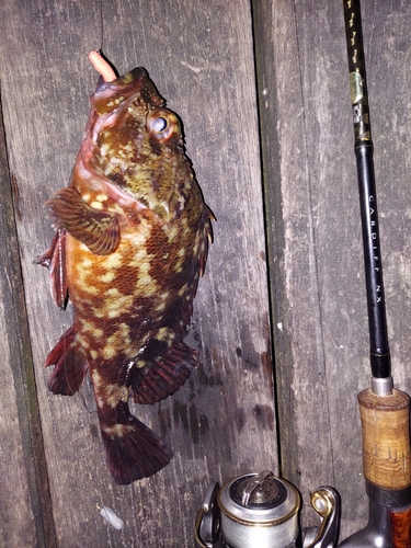 カサゴの釣果