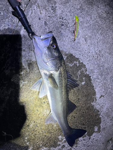 スズキの釣果