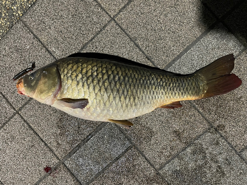 コイの釣果