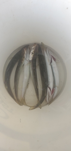 カマスの釣果