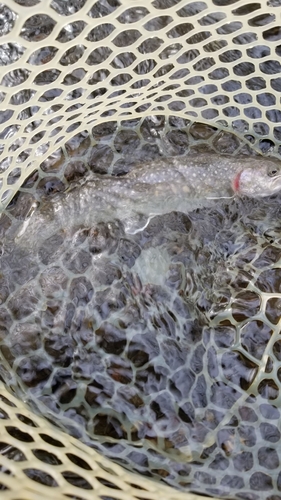 イワナの釣果