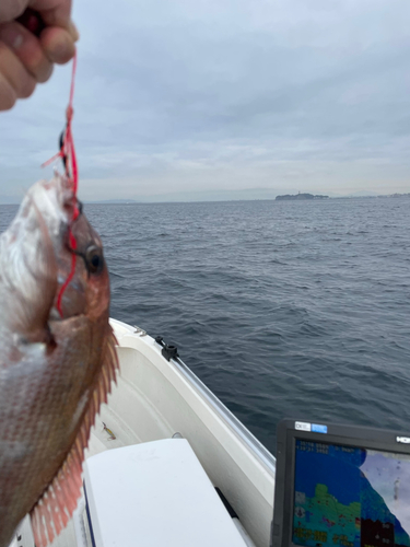 マダイの釣果