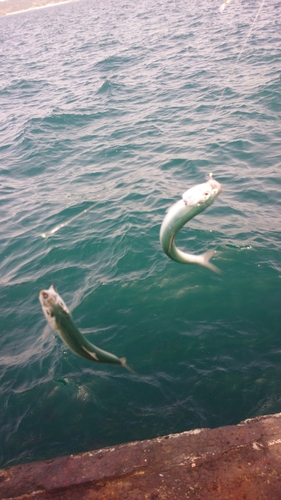 カタボシイワシの釣果