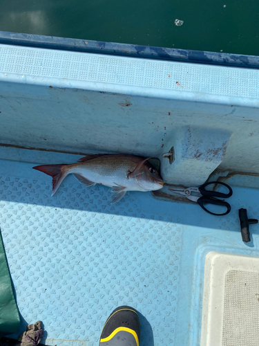 マダイの釣果