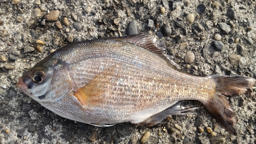 ウミタナゴの釣果