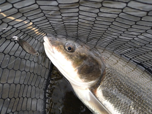 マルタウグイの釣果