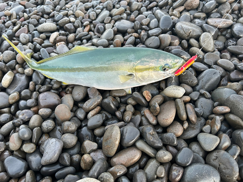 ハマチの釣果