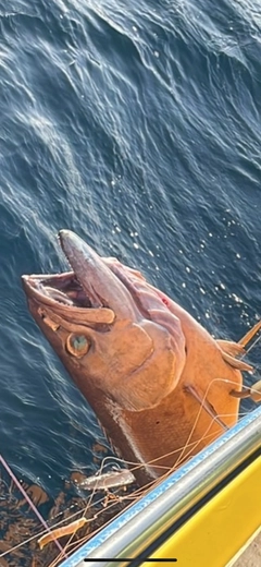 バラムツの釣果