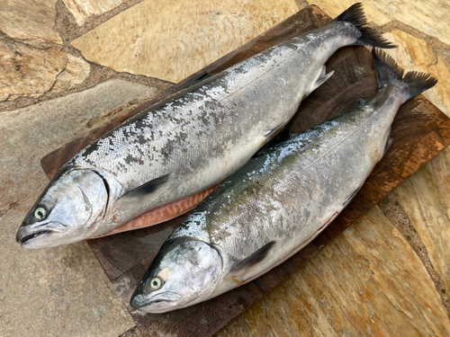 サクラマスの釣果