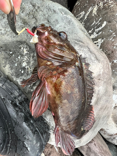 カサゴの釣果