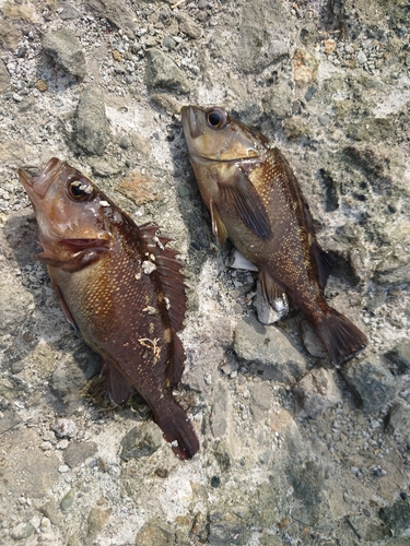 エゾメバルの釣果