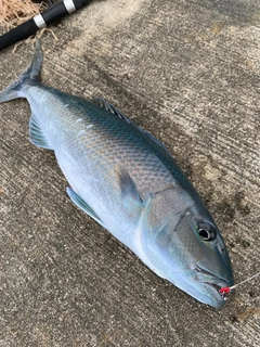 アオチビキの釣果