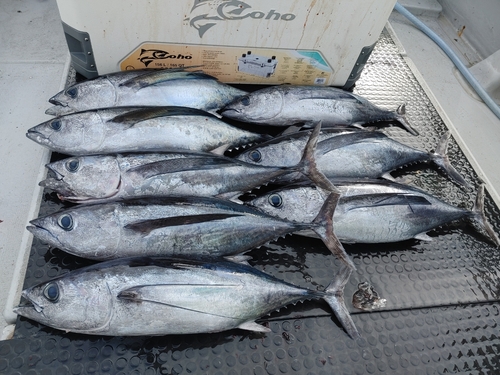 ビンチョウマグロの釣果