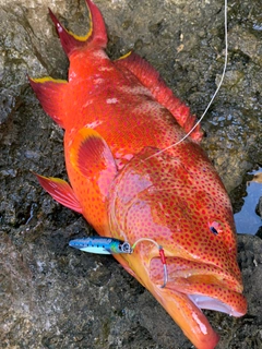 バラハタの釣果