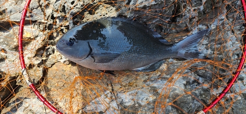 オナガグレの釣果